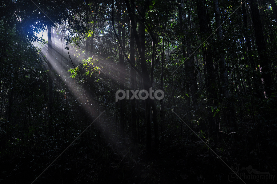 by Sulakkhana Chamara - Landscapes Forests