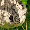 Paper wasp's nest