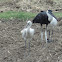 Eurasian Spoonbill