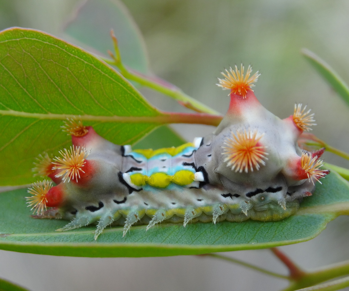 Spitfire caterpillar