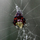 European Cross Spider