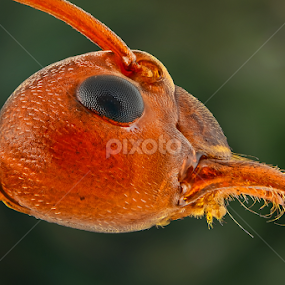 Other Oecophylla by Aditya Permana - Animals Insects & Spiders