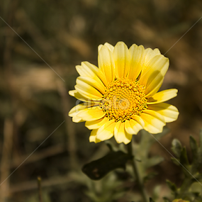 by Mustafa Gulzari - Flowers Single Flower