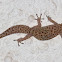 Cape thick-toed gecko
