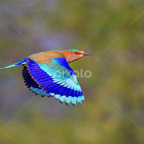 Indian Roller by Sharad Agrawal - Animals Birds