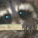 Raccoon