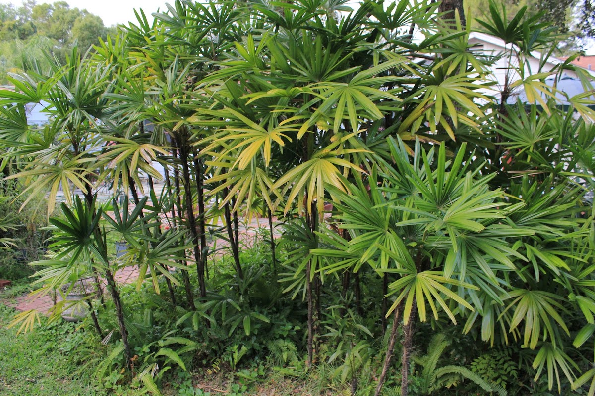 Broadleaf Lady Palm Project Noah