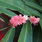 Pink cone ginger