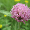 Red Clover