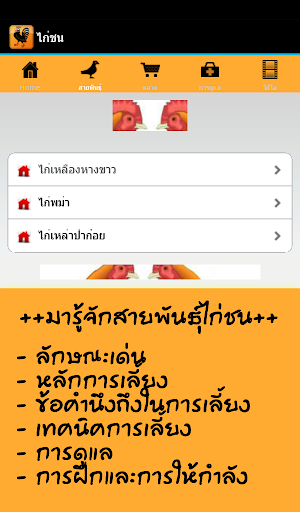 【免費運動App】ไก่ชน ตลาด สินค้า ข่าวสาร-APP點子