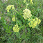 Prairie parsley