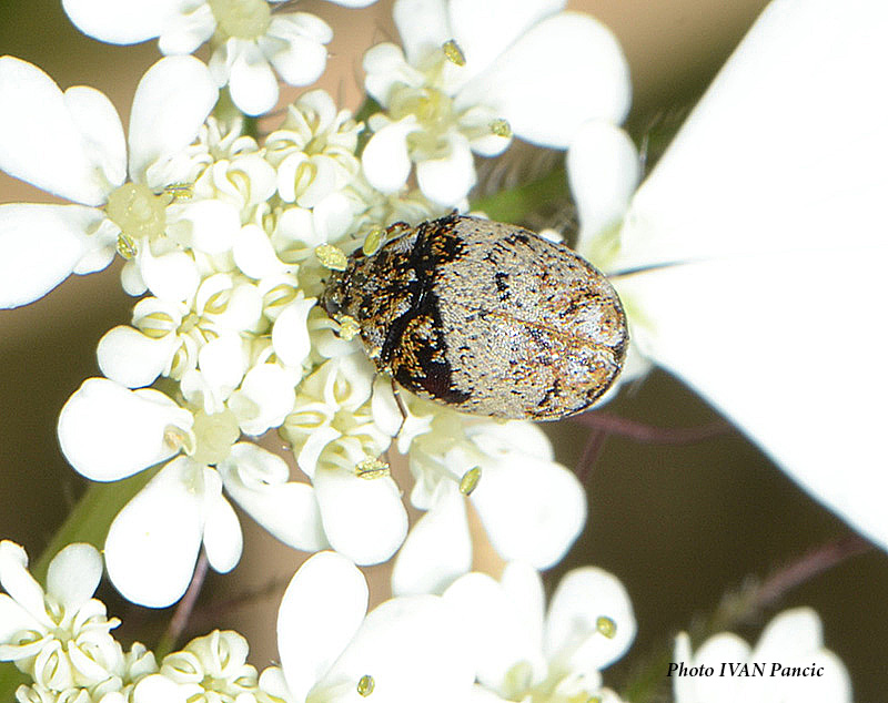 Anthrenus beetle