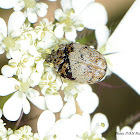 Anthrenus beetle
