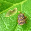 Lantana Leafminer Beetle