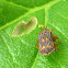 Lantana Leafminer Beetle