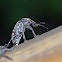 Giant weevil