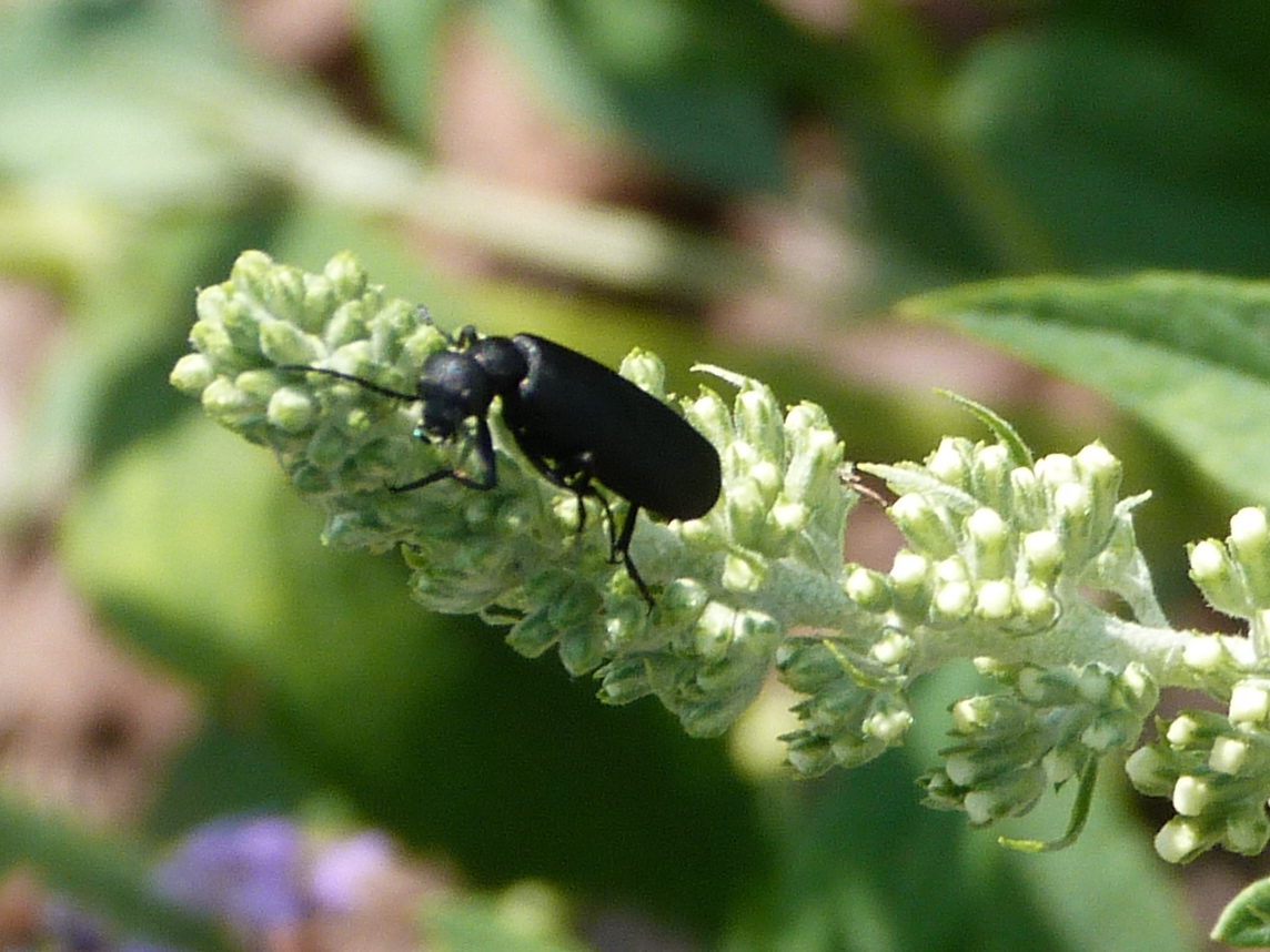 Black blister beetle