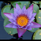 Cape Water Lily