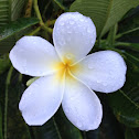 Frangipani