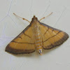 Rice Leafroller Moth