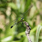 Eastern Pondhawk Dragonfly (female)
