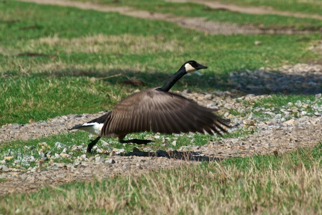 Canada Goose