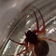 Broad-faced Sac Spider (female)