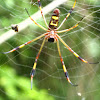 Golden silk spider (female)