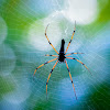 Gaint Wood Spider or Orb -Weaver Spider