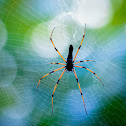 Gaint Wood Spider or Orb -Weaver Spider