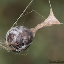 Bolas Spider egg sacs