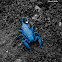 Blue scorpion