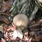 Chestnut Bolete Mushroom