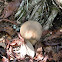 Chestnut Bolete Mushroom