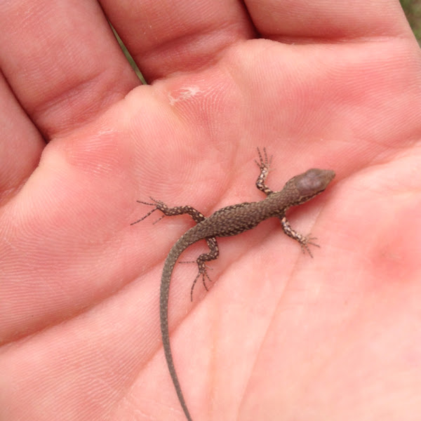 Common Wall Lizard Project Noah