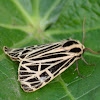 Virgin Tiger Moth - Hodges#8197