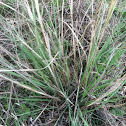 Perennial Dropseed