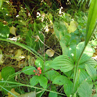 Bunchberry dogwood Cornus canadensis