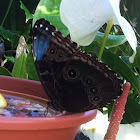 Blue morpho