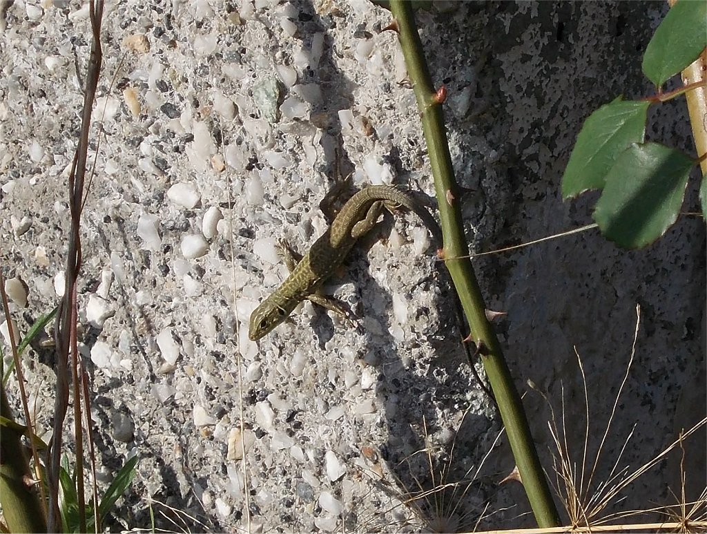 Balkan green lizard (Τρανόσαυρα)