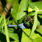 Eastern Pondhawk Dragonfly