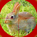 Cover Image of Download Sniper Rabbit Hunting 3D 1.2 APK