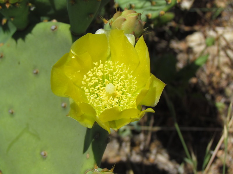 Prickly pear (yellow)