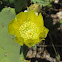 Prickly pear (yellow)