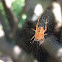 Labyrinthine orb-weaver spider