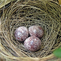 Eggs of Red-Whiskered Bulbul