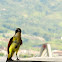 Yellow  chested Bird