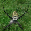 Argiope aemula (Oval St. Andrew’s Cross Spider)