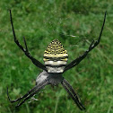 Argiope aemula (Oval St. Andrew’s Cross Spider)