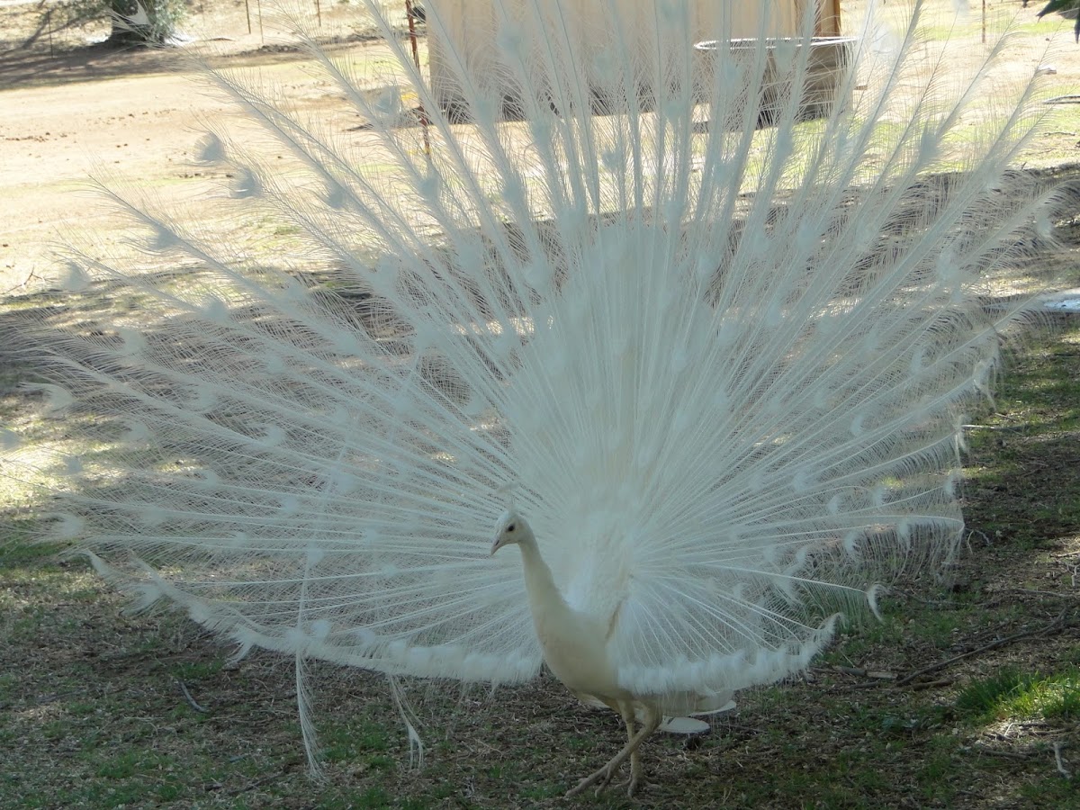 Platinum Peacock